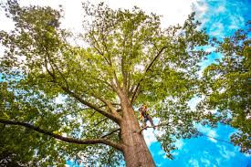 How Our Tree Care Process Works  in  Gilbert, AZ