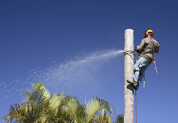 Best Tree Removal Service  in Gilbert, AZ