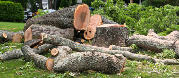 Best Arborist Consultation Services  in Gilbert, AZ