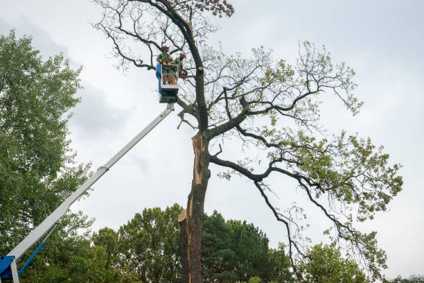 Gilbert, AZ Tree Services Company