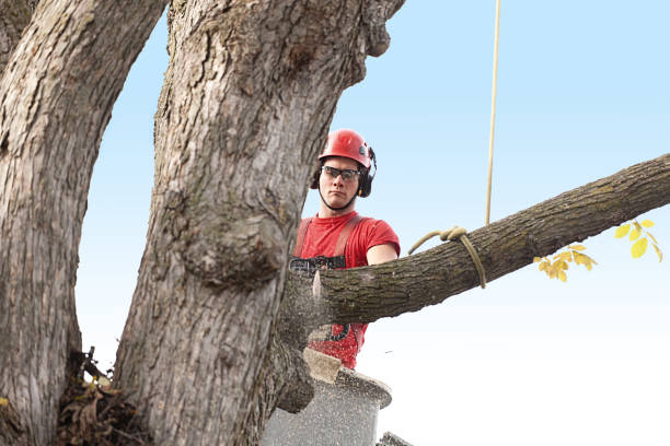 Best Tree Disease Treatment  in Gilbert, AZ