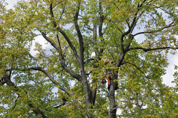 Best Tree Risk Assessment  in Gilbert, AZ